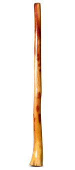 Gloss Finish Bell Didgeridoo (TW1063)